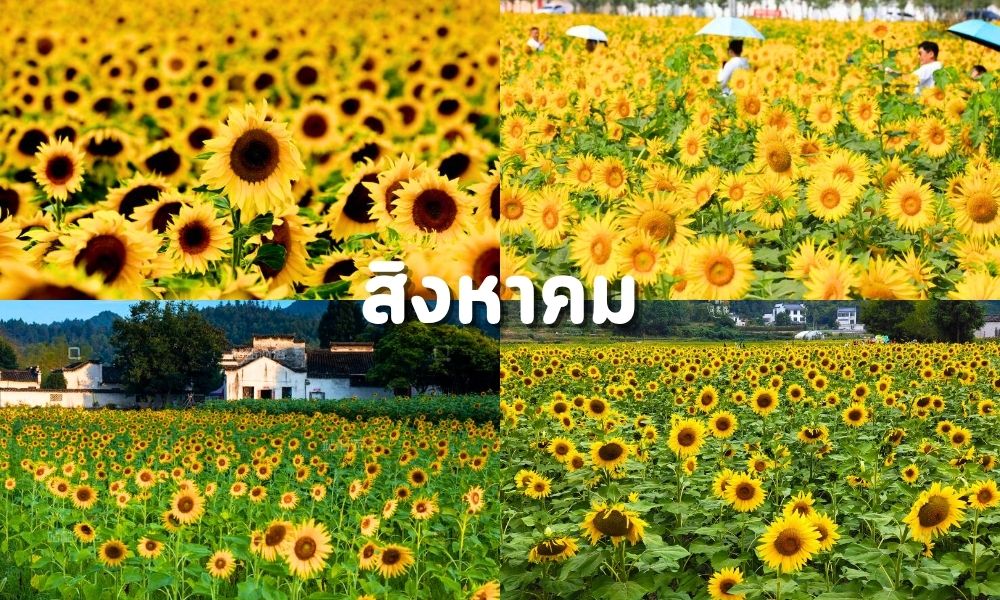 Sub Image